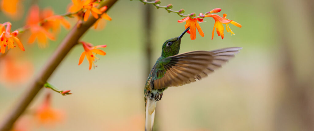 Bird Watching Experience
