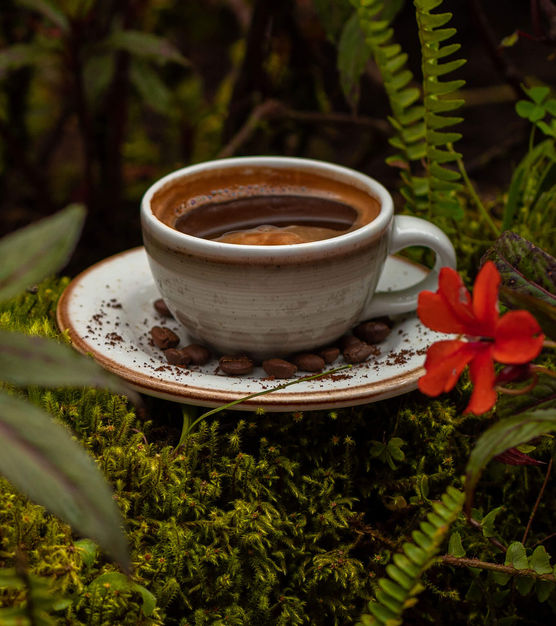 Experiencia cafetera