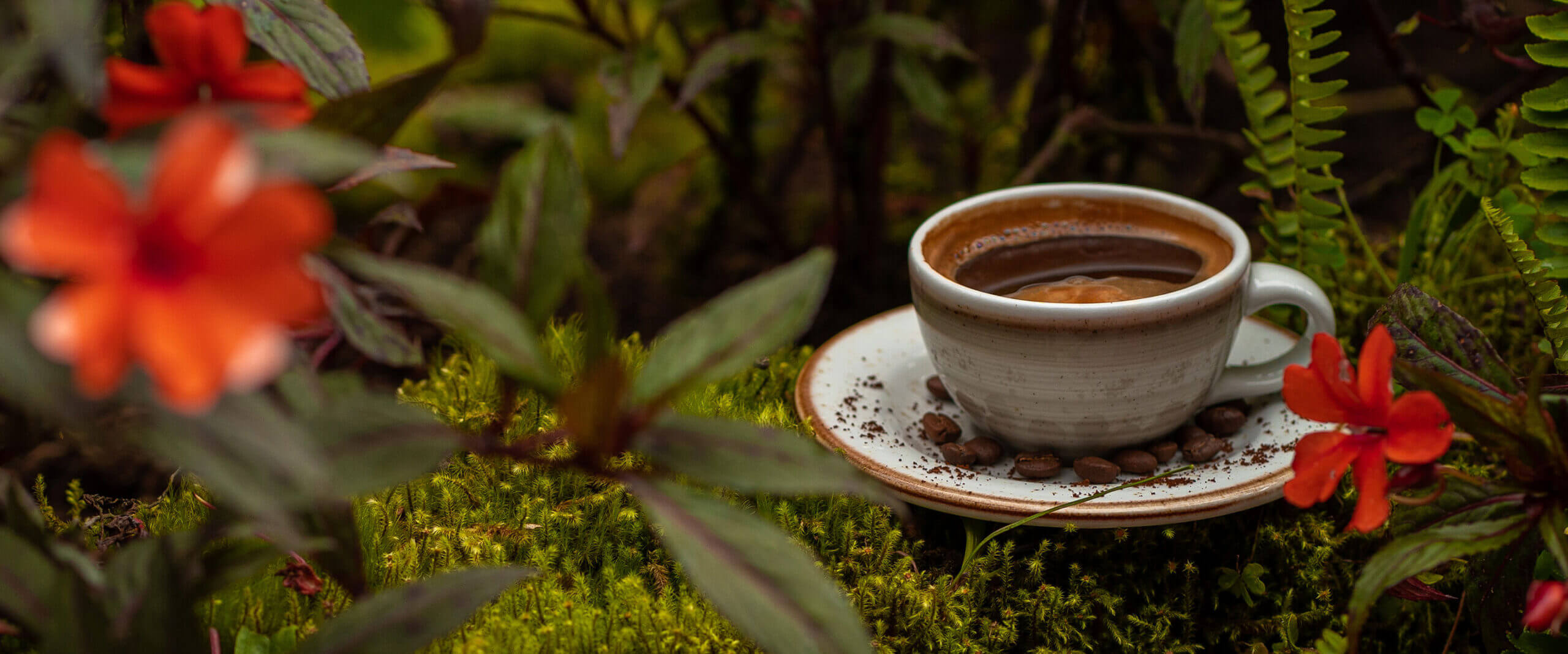 Experiencia cafetera