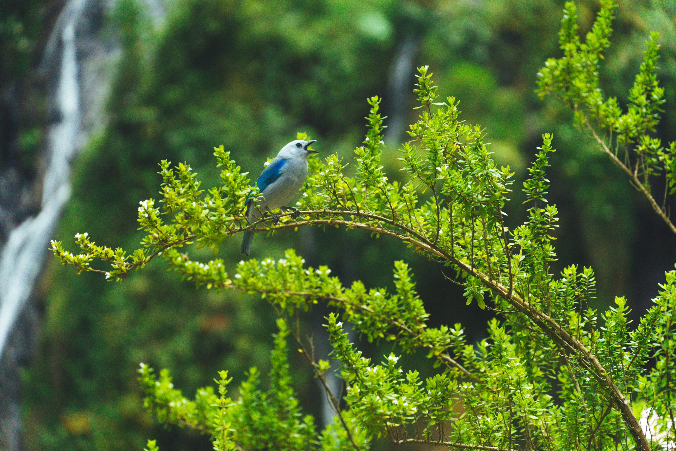 Guía para tu próximo viaje al Eje Cafetero