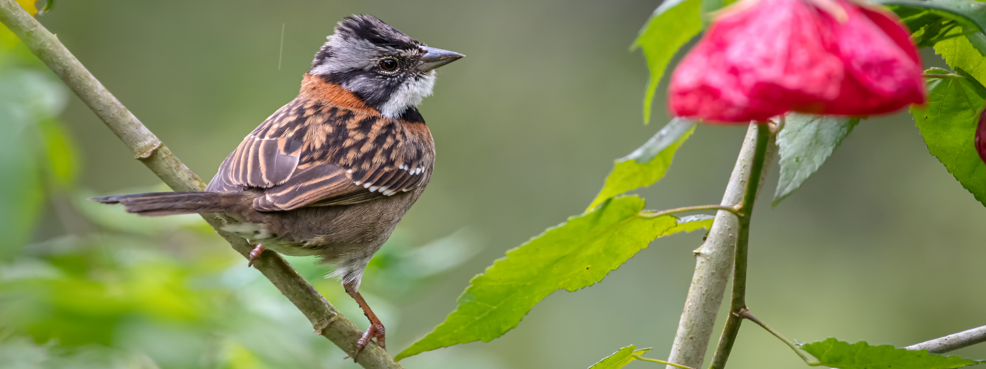 Fondo sostenibilidad